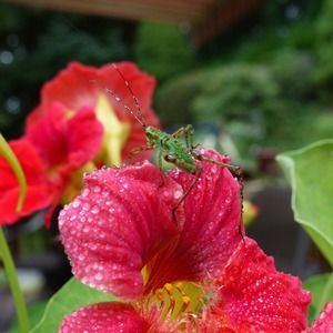 Meet your Posher, Olena